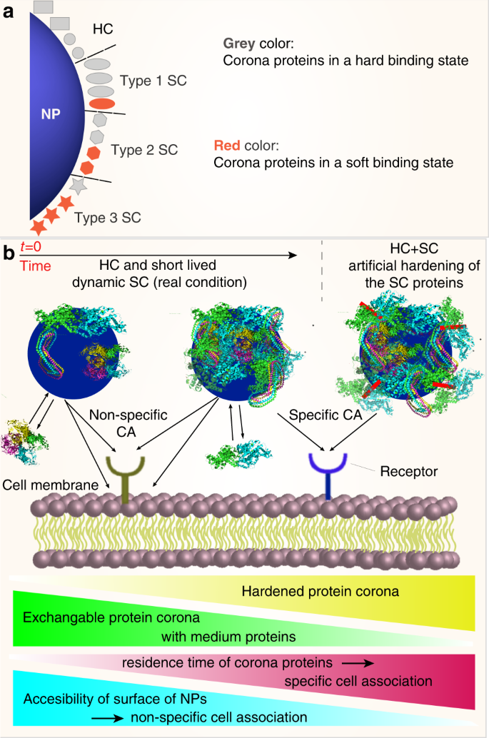 Fig. 7: Schematic representation of the proposed model for the formation of hard and soft coronae.
