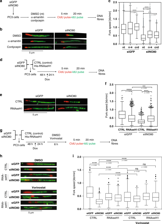 Resolution Of R Loops By Ino80 Promotes Dna Replication And Maintains Cancer Cell Proliferation And Viability Nature Communications