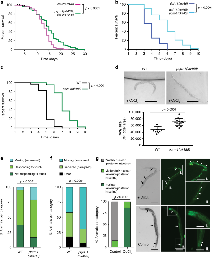 Pqm 1 Controls Hypoxic Survival Via Regulation Of Lipid Metabolism Nature Communications