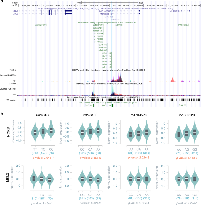 Fig. 7: GWAS-reported SNPs in lincNORS promoter support its roles in steroid regulation.