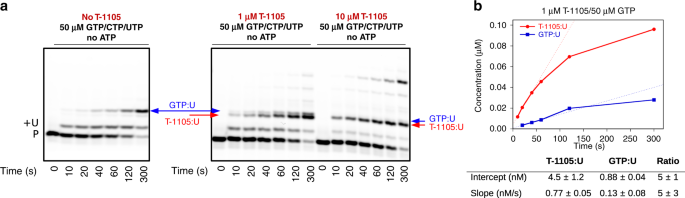 Fig. 4: Comparison of T-1105-RTP:U and natural GTP:U mismatch incorporation levels.