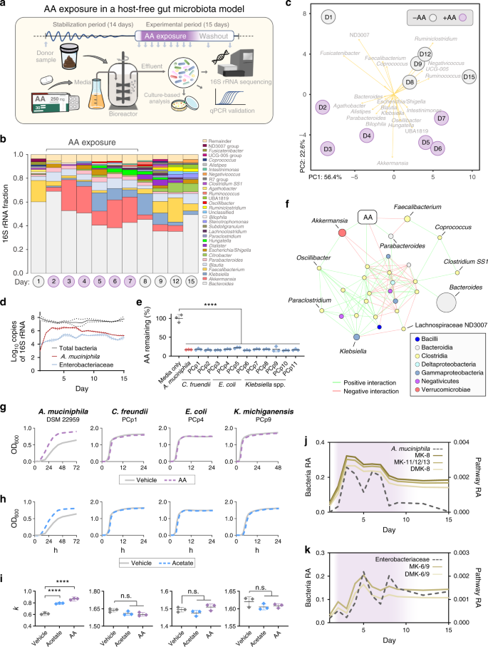 Fig. 3: AA exposure promotes A. muciniphila in a simulated model of the human distal gut microbiota.