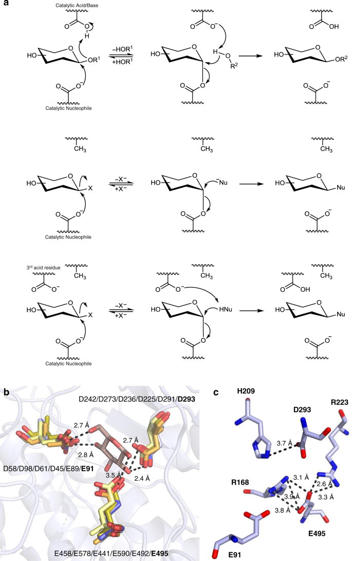 Thioglycoligase Derived From Fungal Gh3 B Xylosidase Is A Multi Glycoligase With Broad Acceptor Tolerance Nature Communications