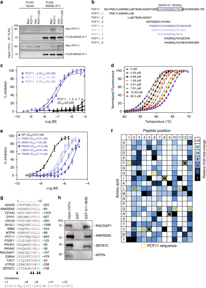 Structural Basis For Substrate Recognition And Chemical Inhibition Of Oncogenic Mage Ubiquitin Ligases Nature Communications