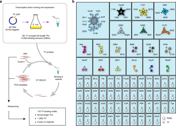 Fig. 1: Network representation of the similarity of the PWMs from the HT-SELEX assay.