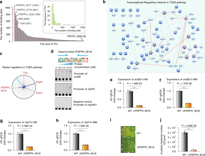 Fig. 3: Transcriptional regulation in the T3SS pathway.