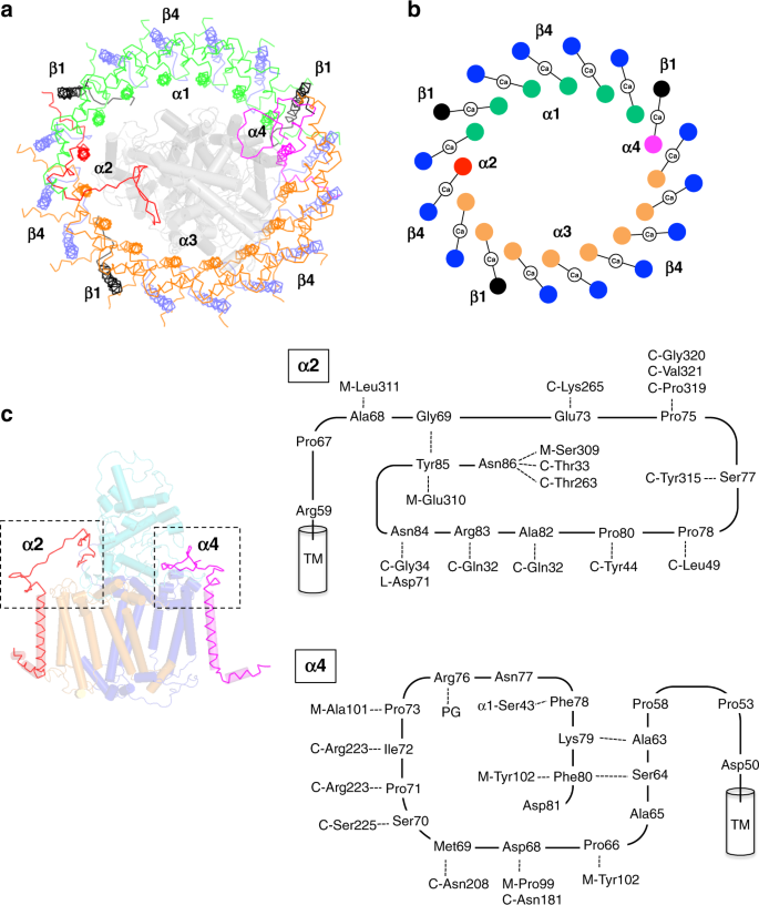 Cryo Em Structure Of A Ca 2 Bound Photosynthetic Lh1 Rc Complex Containing Multiple Ab Polypeptides Nature Communications