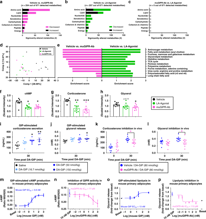 Fig. 3: Chronic LA-Agonist treatment has similar plasma metabolomics as muGIPR-Ab treatment, associated with agonist-induced receptor desensitization.