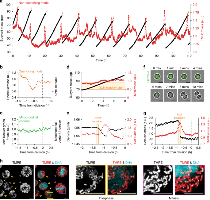 Fig. 1: Mitochondria transiently hyperpolarize during the prophase and metaphase.