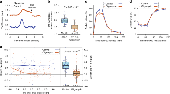 Fig. 3: Mitochondrial ATP synthase activity is required for cell growth, but not for cell division.