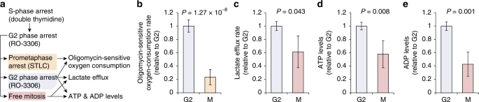 Fig. 5: Flux measurements in synchronized cell populations reveal decreased ATP synthesis and ATP levels in mitosis relative to G2.