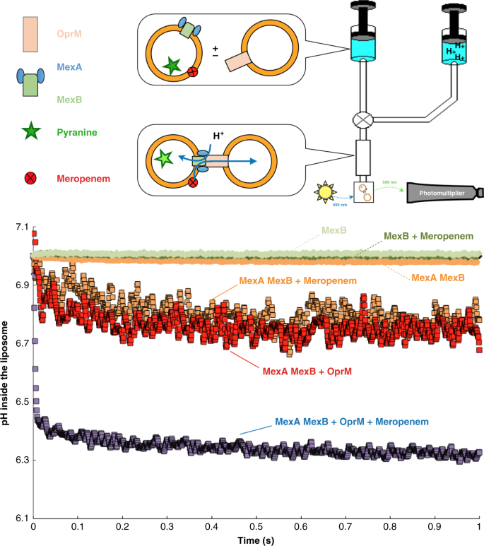 Antibiotic Export By Mexb Multidrug Efflux Transporter Is Allosterically Controlled By A Mexa Oprm Chaperone Like Complex Nature Communications