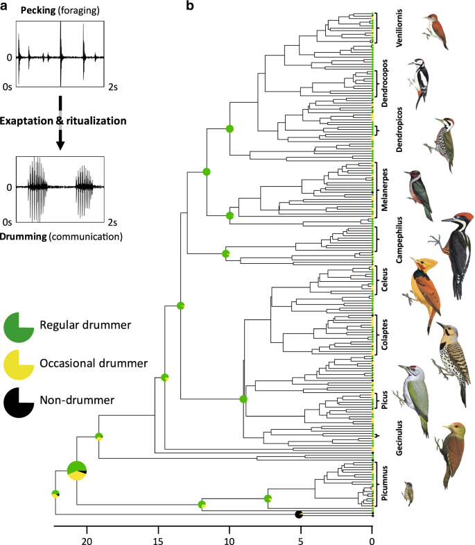 Evolution of communication signals and information during species radiation | Nature Communications Evolution of communication signals and information during species radiation | Nature Communications