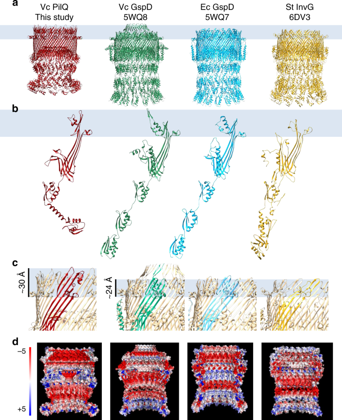 Cryoem Structure Of The Type Iva Pilus Secretin Required For Natural Competence In Vibrio Cholerae Nature Communications