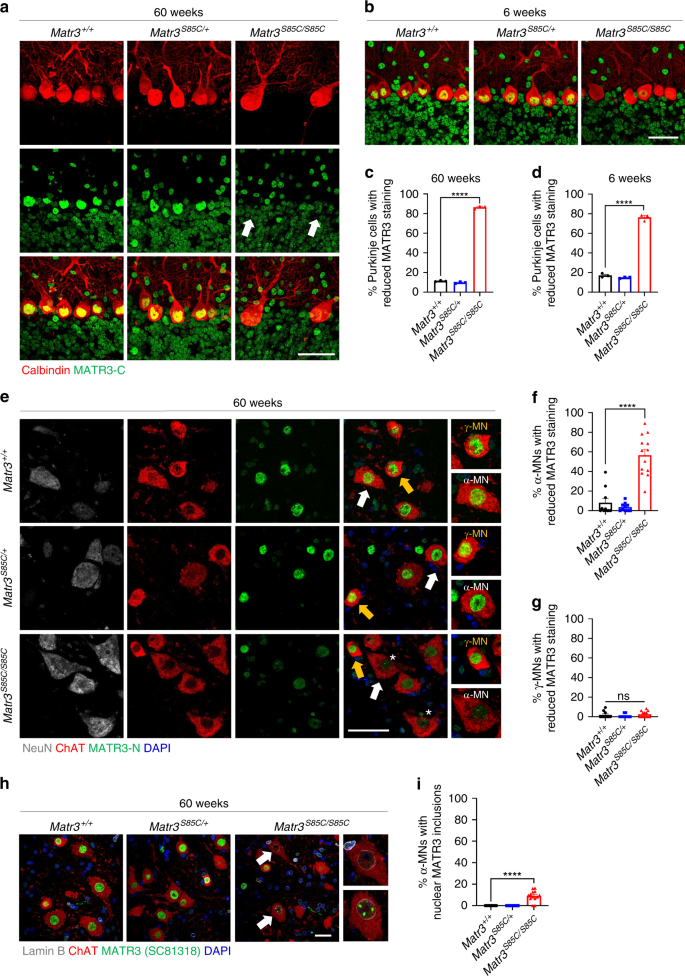 Fig. 6: Reduced MATR3 immunoreactivity in the nucleus of Purkinje cells and α-motor neurons in homozygous S85C knock-in mice.