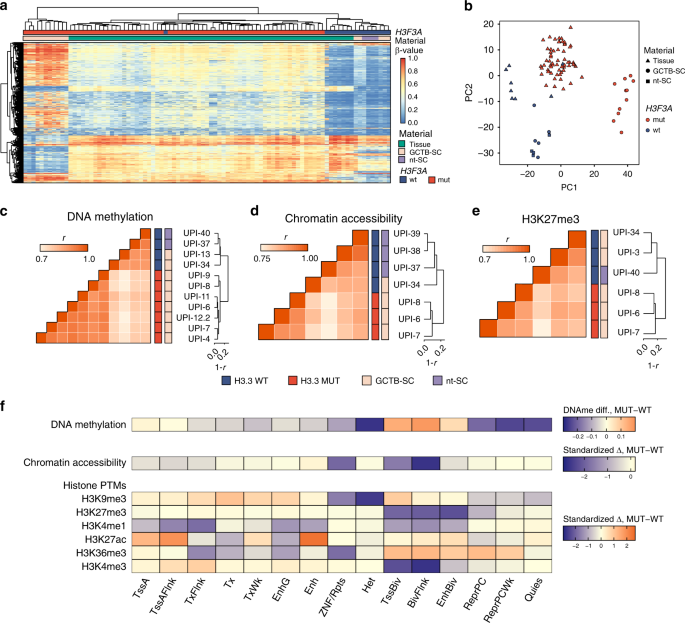 Fig. 2: Genome-wide epigenetic distortion in H3.3 MUT stromal cells.