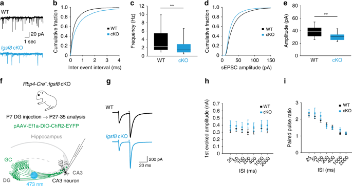 Synapse Type Specific Proteomic Dissection Identifies Igsf8 As A Hippocampal Ca3 Microcircuit Organizer Nature Communications Synapse Type Specific Proteomic Dissection Identifies Igsf8 As A Hippocampal Ca3 Microcircuit Organizer Nature Communications
