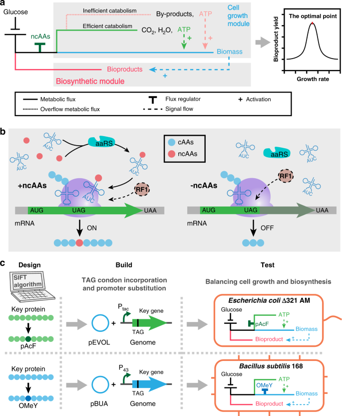 Titrating Bacterial Growth And Chemical Biosynthesis For Efficient N Acetylglucosamine And N Acetylneuraminic Acid Bioproduction Nature Communications