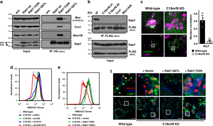 rab7 biogeneza lizozomilor anti imbatranire