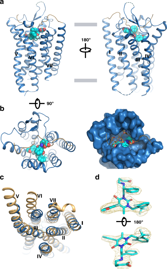 Gonadotropin ve antagonist elagolix ile kompleks halinde insan GnRH1R'nin genel yapısı