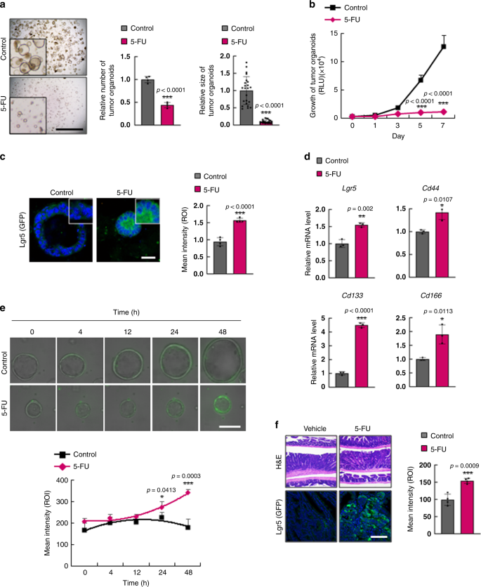 colorectal cancer 5 fluorouracil