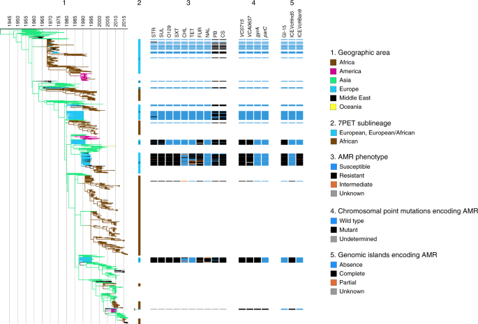 The seventh pandemic of cholera in Europe revisited by microbial genomics |  Nature Communications