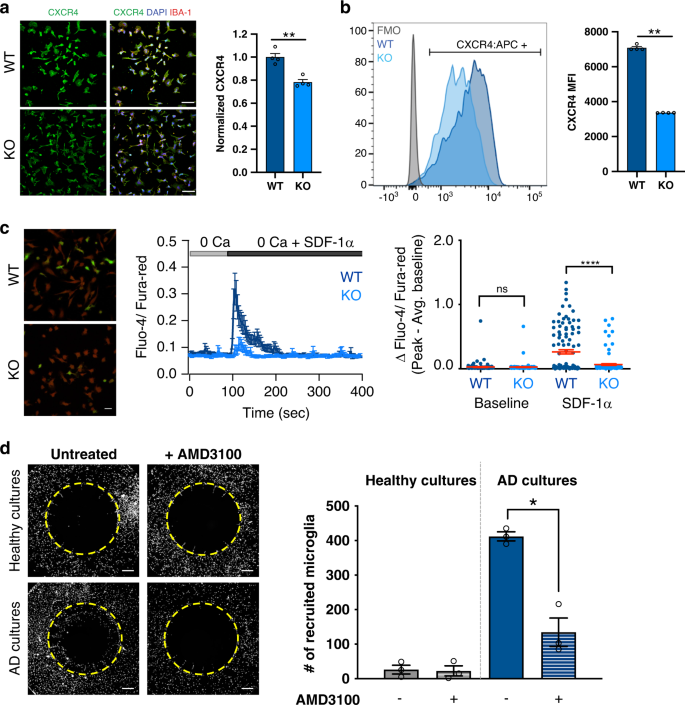 Fig. 5: TREM2 knockout microglia are deficient in CXCR4 which is required for migration.