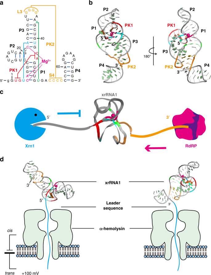 Molecular mechanisms underlying the extreme mechanical anisotropy of the  flaviviral exoribonuclease-resistant RNAs (xrRNAs) | Nature Communications