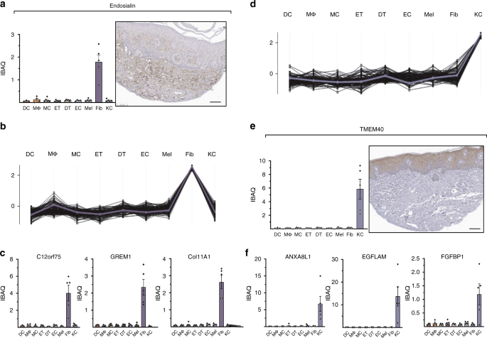 Fig. 4: The proteomes of cultivated fibroblasts and keratinocytes.