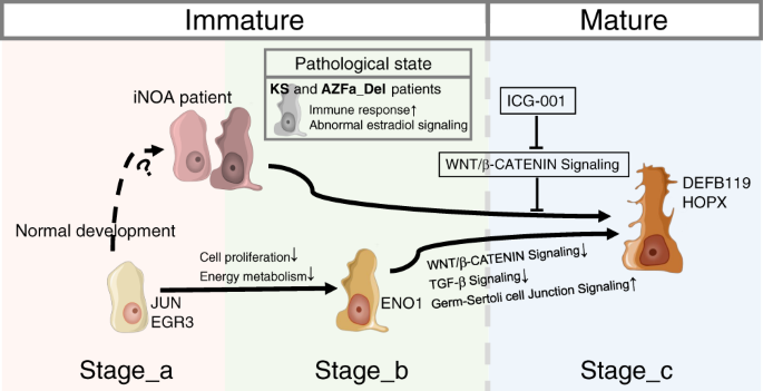 Single Cell Analysis Of Developing And Azoospermia Human Testicles Reveals Central Role Of Sertoli Cells Nature Communications