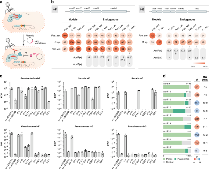 Discovery Of Multiple Anti Crisprs Highlights Anti Defense Gene Clustering In Mobile Genetic Elements Nature Communications