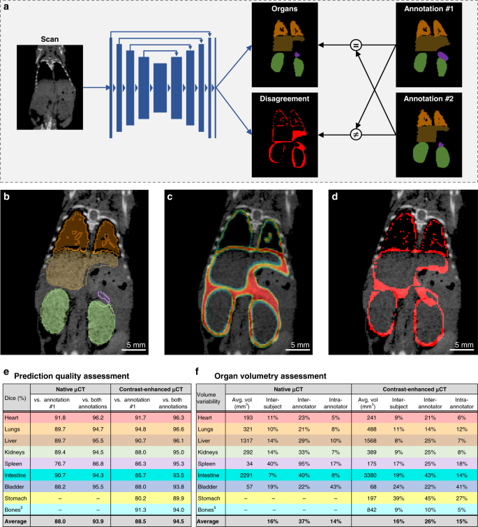 Deep learning-based segmentation of the thorax in mouse micro-CT scans