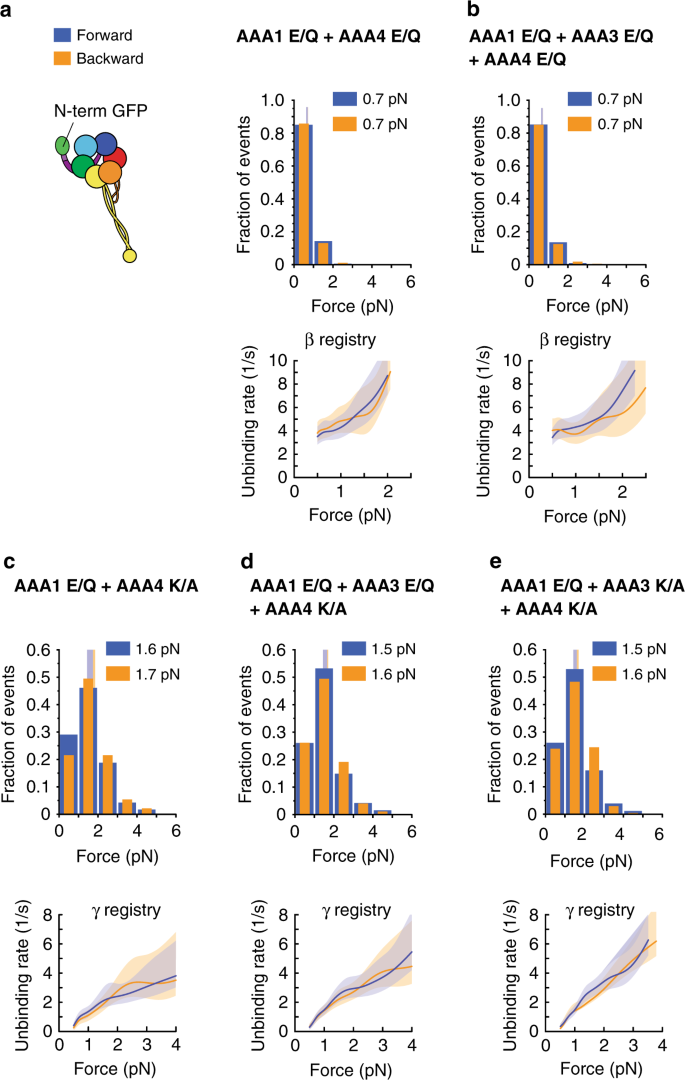 The Regulatory Function Of The a4 Atpase Domain Of Cytoplasmic Dynein Nature Communications