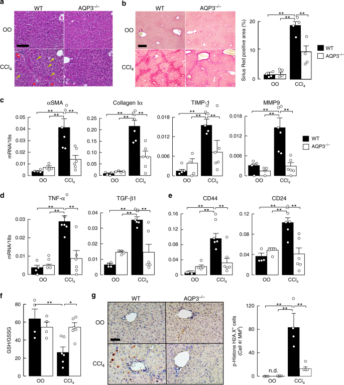 Inhibition of aquaporin-3 in macrophages by a monoclonal antibody as  potential therapy for liver injury | Nature Communications