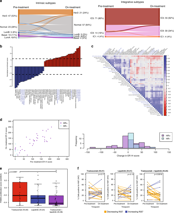 Fig. 3: Tumor and microenvironmental changes on short-term HER2-targeted therapy.