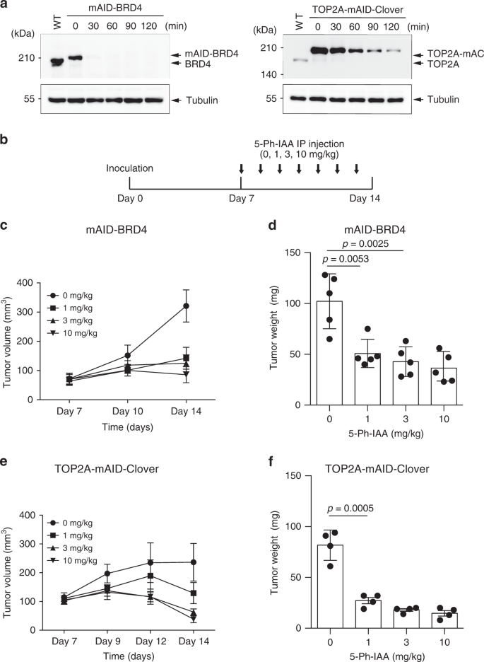 The Auxin Inducible Degron 2 Technology Provides Sharp Degradation Control In Yeast Mammalian Cells And Mice Nature Communications