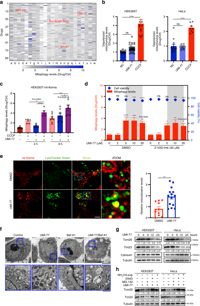 Pharmacological Targeting Of Mcl 1 Promotes Mitophagy And Improves Disease Pathologies In An Alzheimer S Disease Mouse Model Nature Communications