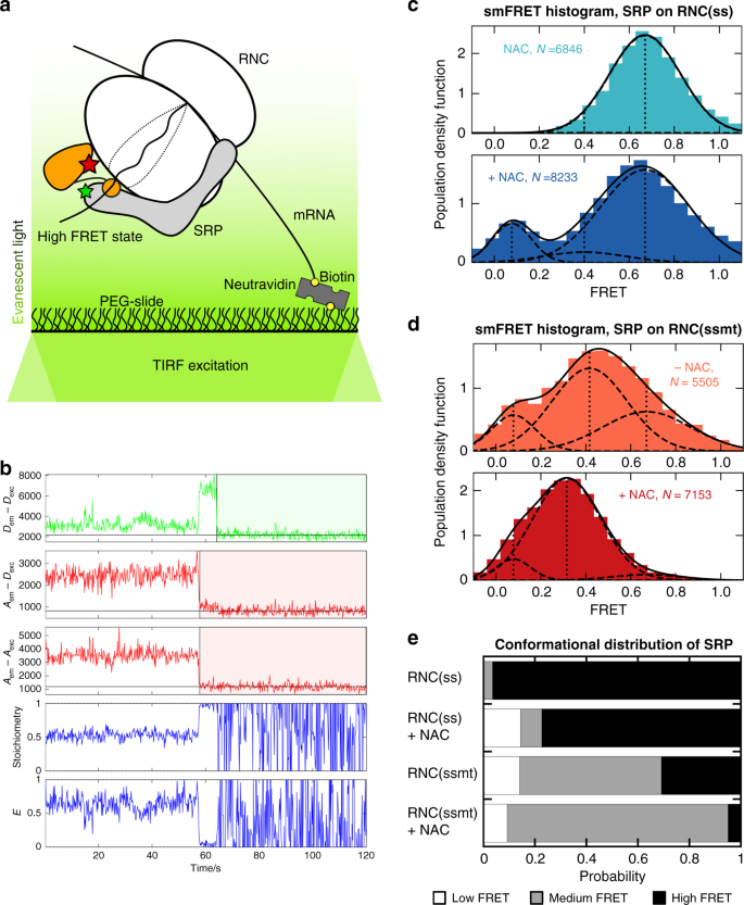 A Ribosome Associated Chaperone Enables Substrate Triage In A Cotranslational Protein Targeting Complex Nature Communications