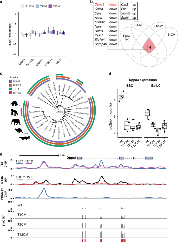 Recent Evolution Of A Tet Controlled And Dppa3 Stella Driven Pathway Of Passive Dna Demethylation In Mammals Nature Communications