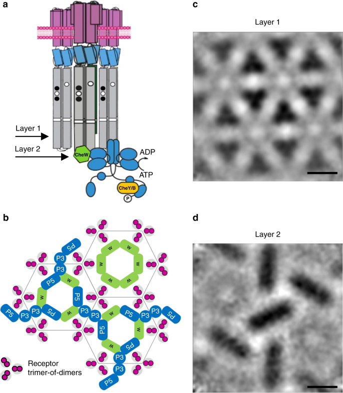 Atypical Chemoreceptor Arrays Accommodate High Membrane Curvature Nature Communications