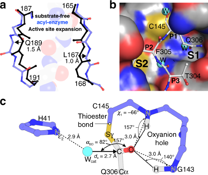 Crystallographic Structure Of Wild Type Sars Cov 2 Main Protease Acyl Enzyme Intermediate With Physiological C Terminal Autoprocessing Site Nature Communications