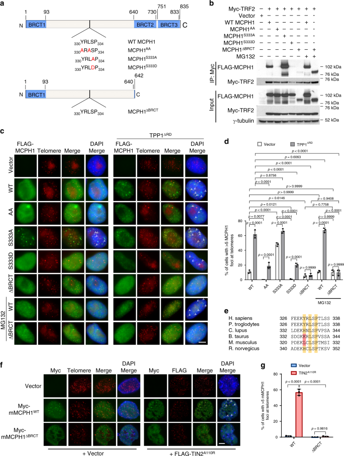 Microcephalin 1 Brit1 Trf2 Interaction Promotes Telomere Replication And Repair Linking Telomere Dysfunction To Primary Microcephaly Nature Communications