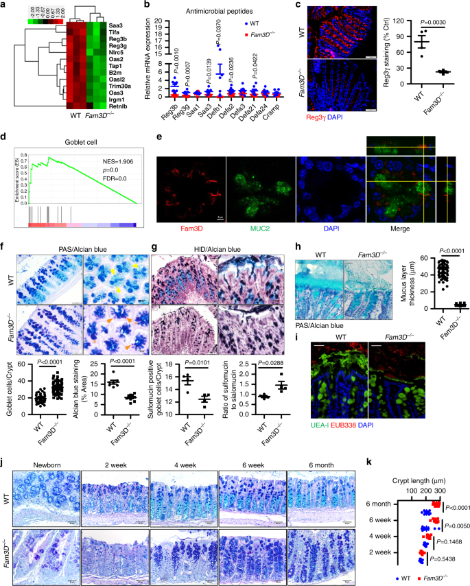 Fig. 2: Reduced homeostatic molecules and defective mucosal integrity in the colon of Fam3D−/− mice.