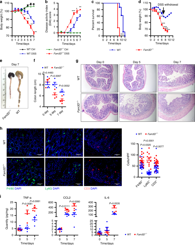 Fig. 3: Increased severity of DSS-induced colitis in Fam3D−/− mice.