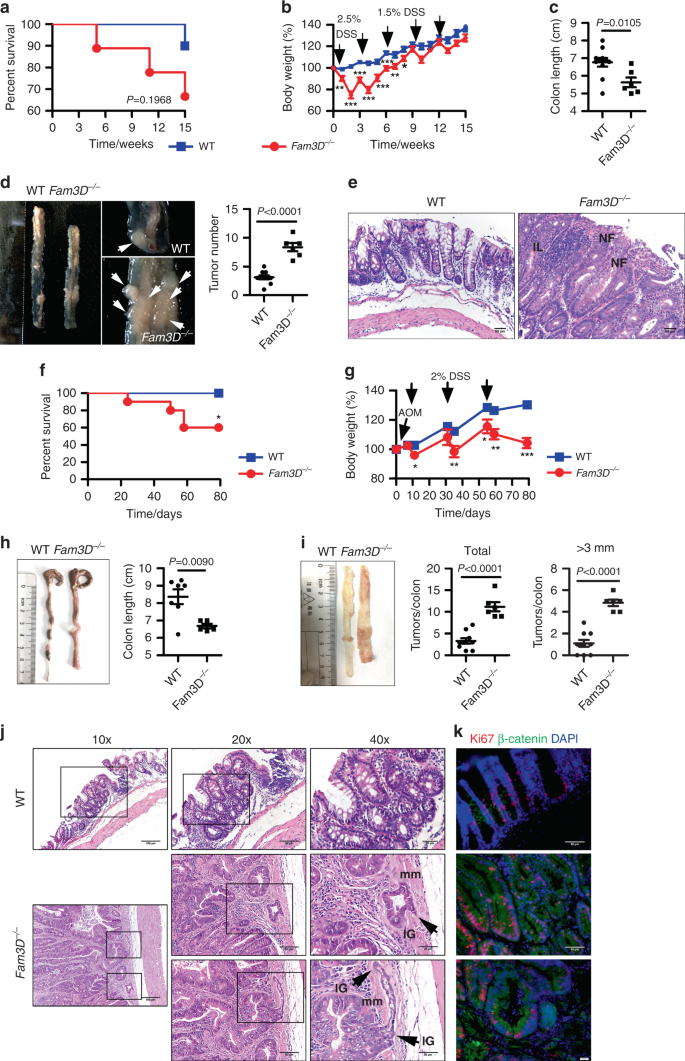 Fig. 4: Increased severity of DSS-induced chronic colitis and AOM/DSS-induced carcinogenesis in Fam3D−/− mice.