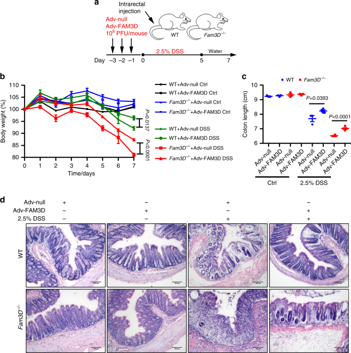 Fig. 5: Rescue of established colitis by Adv-FAM3D in Fam3D−/− mice.