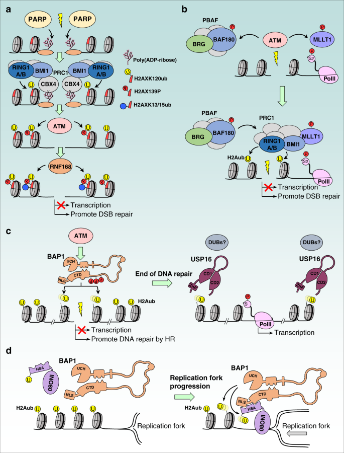 polycomb group mediated histone h2a