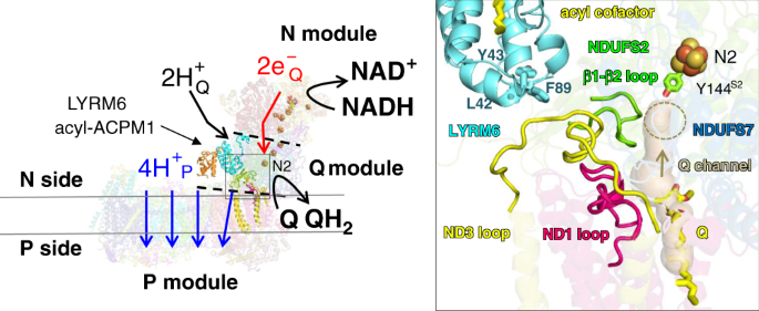 Fig. 1: Conserved loop cluster of mitochondrial complex I formed by central subunits ND1, ND3, and NDUFS2.