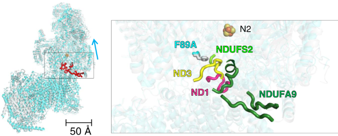 Fig. 2: Weak or missing density in cryo-EM map indicates disorder at the interface of membrane and matrix arm of inactive mutant F89ALYRM6.