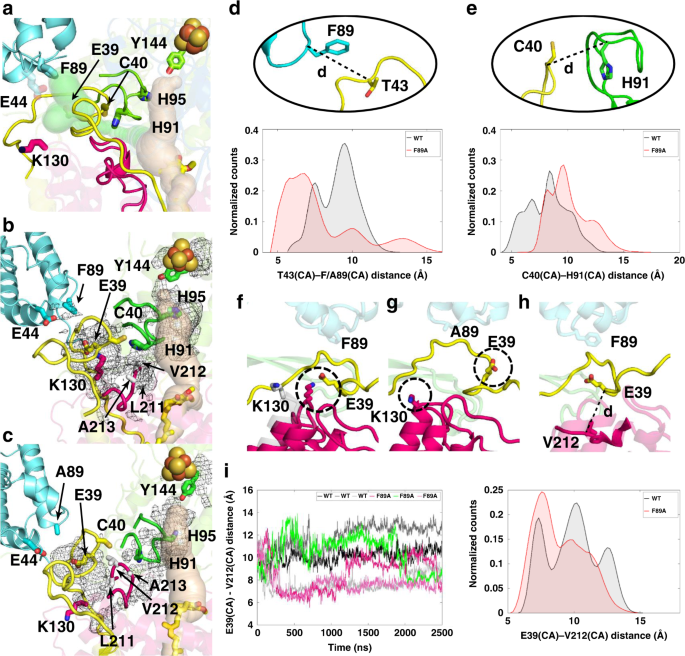 Fig. 3: Dynamics of key segments at the interface of ND3 and LYRM6 subunits.
